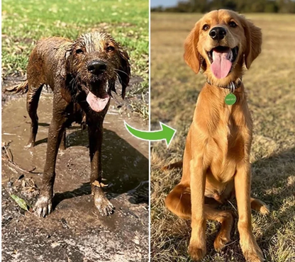 Pistola de Alta Pressão para Banho de Cães